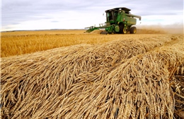 Nga đưa ra quy định thanh toán mới đối với mặt hàng ngũ cốc