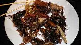 Hãng hàng không Nhật Bản phục vụ đồ ăn chế biến từ côn trùng