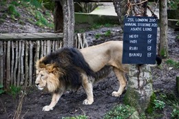 Các sở thú ở Anh đứng trước nguy cơ đóng cửa vì khủng hoảng năng lượng