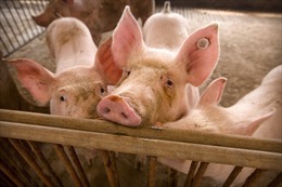 Trung Quốc tạo ra giống lợn biến đổi gien có khả năng miễn dịch với virus giống AIDS