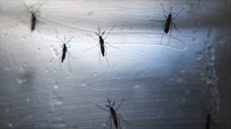 Israel phát hiện muỗi mang virus &#39;Tây sông Nile&#39;