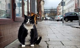 Chú mèo ‘ngoại cỡ’ thu hút khách du lịch ở Ba Lan