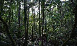 Lạc trong rừng Amazon suốt 1 tháng, sống sót nhờ ăn giun, uống nước tiểu