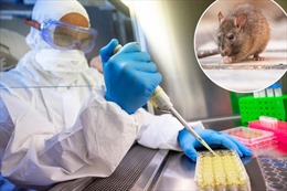 New York phát hiện nhiều con chuột nhiễm các chủng virus SARS-CoV-2 khác nhau
