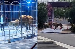 Hai con sư tử thoát khỏi lồng sắt gây náo loạn buổi biểu diễn xiếc ở Trung Quốc