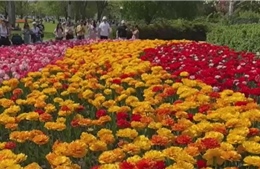Rực rỡ lễ hội hoa tulip ở Ottawa, Canada