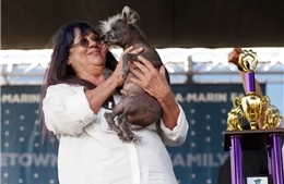 Cuộc thi vinh danh những chú chó xấu xí nhất thế giới