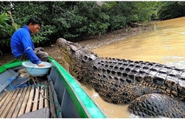 Người đàn ông Indonesia làm bạn với con cá sấu dài 4 mét suốt 26 năm