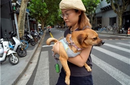 Người Trung Quốc tìm cách bảo vệ thú cưng trước nắng nóng thiêu đốt