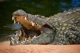 Người phụ nữ sống sót kỳ diệu sau 90 phút vật lộn với cá sấu dưới đầm lầy