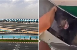 Gấu sổng chuồng xuất hiện trong chuyến bay đến Dubai