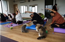 Thú vị lớp học yoga cùng những chú mèo ở Ấn Độ