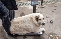Chú chó khổng lồ nặng gần 100kg ở Nga