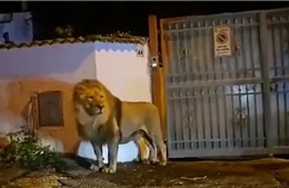 Sư tử xổng chuồng, lang thang trên đường phố Italy