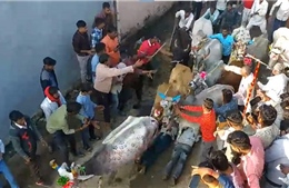 Kỳ lạ nghi lễ cho bò giẫm lên người để cầu may ở Ấn Độ