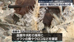 Bãi biển xương cá kỳ lạ ở Nhật Bản
