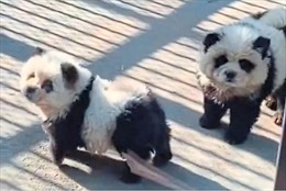 Sở thú Trung Quốc nhuộm lông chó thành gấu trúc gây tranh cãi