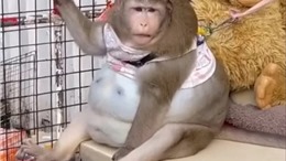 Chú khỉ béo nhất Thái Lan qua đời vì căn bệnh liên quan đến béo phì