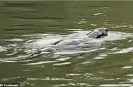 Sinh vật bí ẩn giống quái vật hồ Loch Ness bất ngờ xuất hiện trên sông Thames