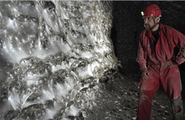 Cận cảnh mạng nhện lớn nhất thế giới rộng 106 mét vuông