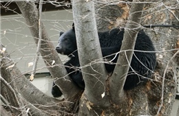 Lý do số nạn nhân trong các vụ gấu tấn công ở Nhật Bản không ngừng tăng