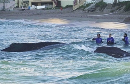 Bỉ, Tây Ban Nha thành lập liên minh bảo vệ sự sống đại dương