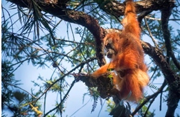 Lũ lụt ở Indonesia gây thảm họa lớn với loài đười ươi quý hiếm