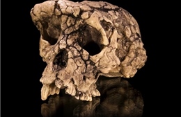 Phát hiện hóa thạch 7 triệu năm tuổi hé lộ 'tổ tiên đi thẳng' của loài người