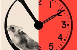 Tuần làm việc 72 giờ trong cuộc đua AI