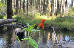 Lần đầu ghi nhận hiện tượng 'tiến hoá cứu nguy' để sinh tồn trong môi trường khắc nghiệt