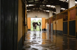 Ngựa có thể nhận ra nỗi sợ của con người qua mùi cơ thể