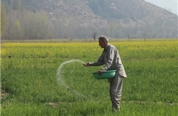 Nông dân Nam Á lao đao vì cú sốc phân bón do khủng hoảng Hormuz