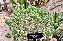  Loài thực vật cay nhất hành tinh, thách thức mọi loại ớt siêu cay