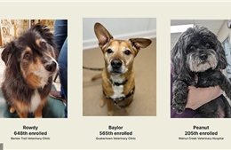 Giới khoa học phát triển thuốc kéo dài tuổi thọ cho chó