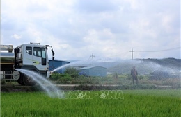 Nắng nóng hiếm gặp bao trùm châu Á, khoai tây 'chín nhừ' trong đất