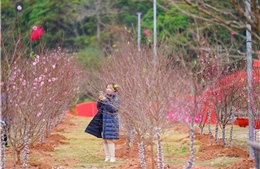 Lễ hội Hoa đào xứ Lạng tôn vinh bản sắc văn hóa vùng biên