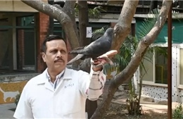 Ấn Độ thả chim bồ câu bị nghi là gián điệp sau 8 tháng bắt giữ