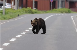 Gấu lớn xuất hiện ở miền quê Nhật Bản, gợi nhớ thảm kịch 109 năm trước