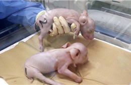 Công ty Nhật Bản tạo ra lợn có nội tạng phù hợp cấy ghép cho người