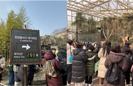 Hàng nghìn người Hàn Quốc xếp hàng từ 3h sáng tiễn gấu trúc Fubao về Trung Quốc