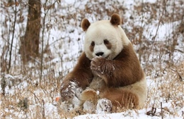 Các nhà khoa học Trung Quốc khám phá bí mật di truyền của gấu trúc nâu