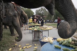 Thái Lan mở trại giam giữ và huấn luyện voi hoang dã hung dữ