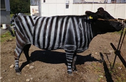 Lý do bò Nhật Bản được sơn sọc đen trắng như ngựa vằn