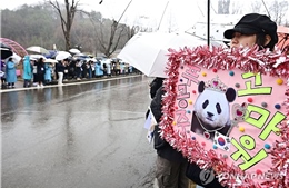 Hàng nghìn người Hàn Quốc đội mưa tiễn gấu trúc Fubao về Trung Quốc