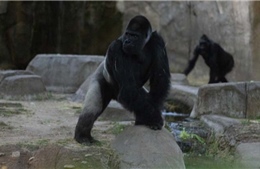 Động vật trong vườn thú có hành vi bất thường khi diễn ra nhật thực toàn phần