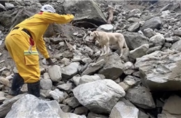 Chú chó cứu hộ góp công lớn trong tìm kiếm nạn nhân động đất ở Đài Loan