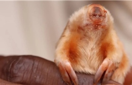 Hình ảnh về loài chuột chũi mù hiếm gặp ở Australia