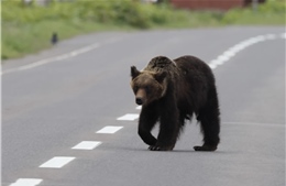 Nhật Bản kêu gọi cảnh giác trước nguy cơ gia tăng số người bị gấu tấn công