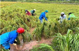 Thanh niên Thủ đô cùng lực lượng chức năng khắc phục hậu quả cơn bão Yagi