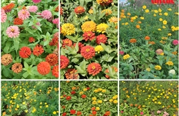 Hồ Gươm vào thu với nắng vàng, gió mát, hoa khoe sắc hương